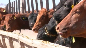 Feedlots: corrales vaciándose y una reposición cada vez más cara