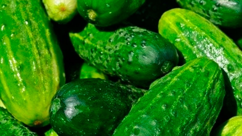 Cultivo de melón a campo