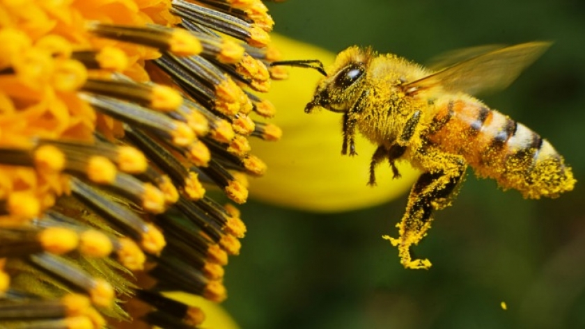 Abejas bajo vigilancia: cómo Argentina combate el ingreso del escarabajo que amenaza la apicultura