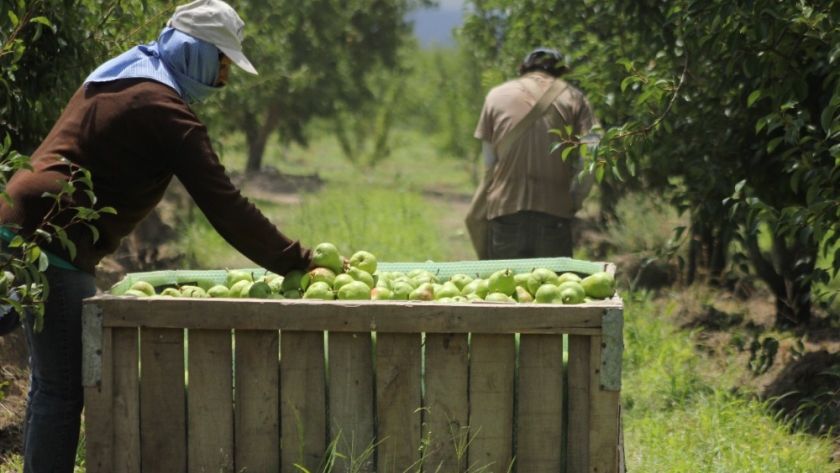 Mendoza Activa 3 impulsó inversiones por más de $15.000 millones en el sector agrícola