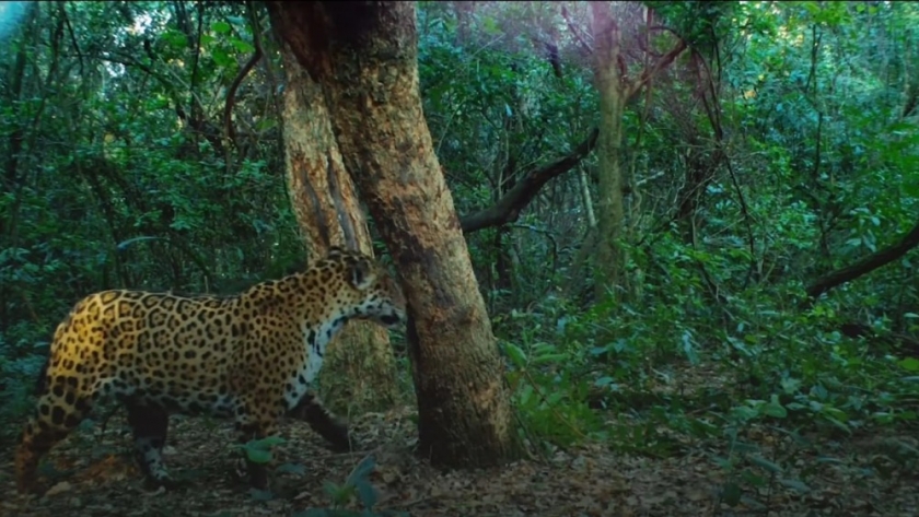 Con la reintroducción del yaguareté al Iberá, evidencian impacto positivo en ese ecosistema