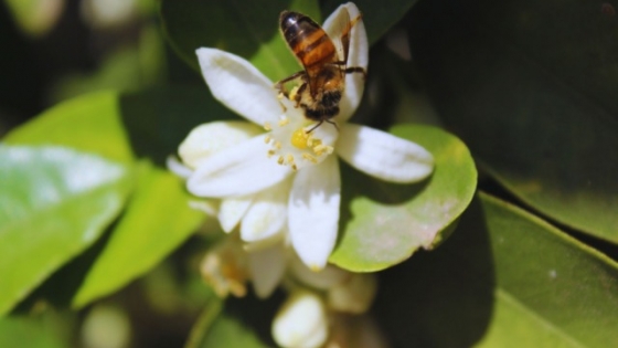 Polinización animal: aliados en la producción de cítricos