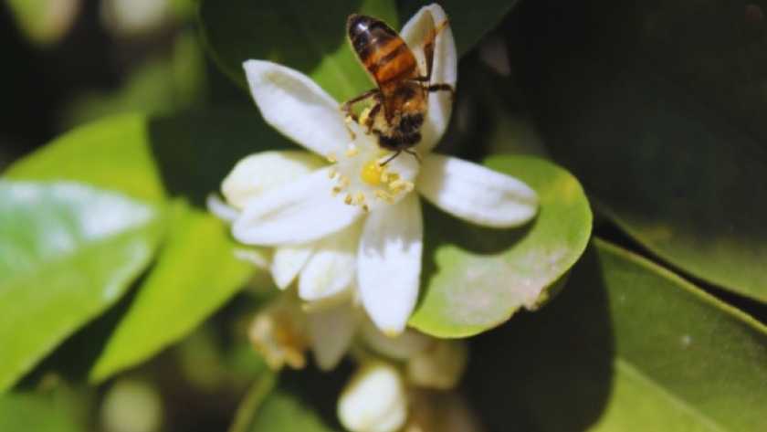 Polinización animal: aliados en la producción de cítricos