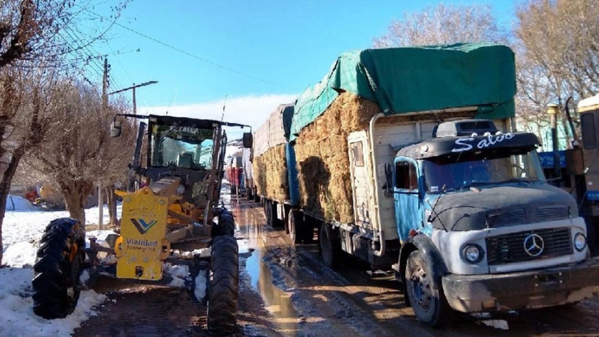 La asistencia con forrajes llegó a los productores de Mencue