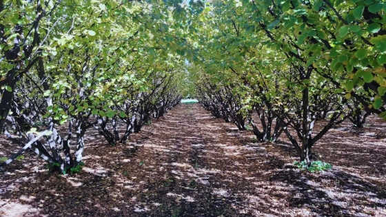 Poda mecánica en frutos secos: una aliada para el crecimiento en Río Negro