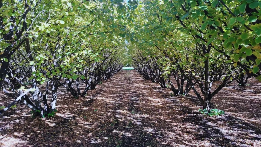 Poda mecánica en frutos secos: una aliada para el crecimiento en Río Negro