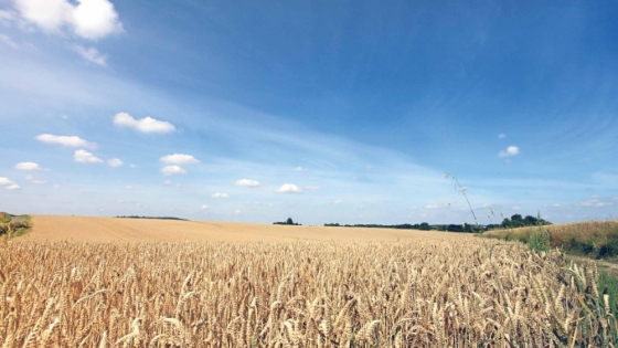 Destinan 30 millones de dólares para financiar la adquisición de urea fertilizante para pequeños y medianos productores de trigo y maíz