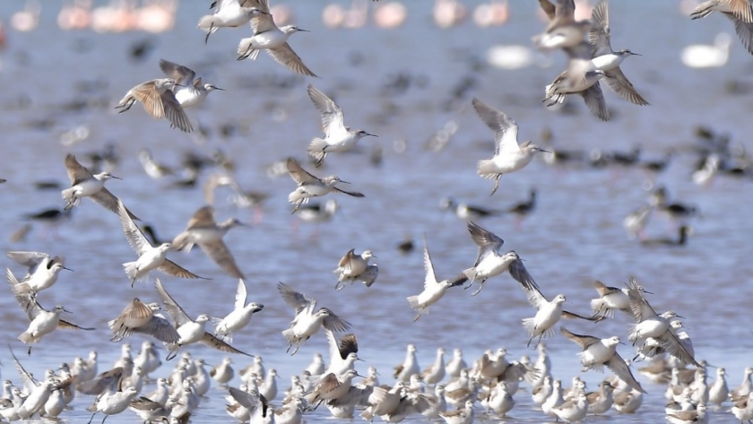 Día Mundial de las Aves: ¿Qué hacemos en la provincia de Córdoba para protegerlas?