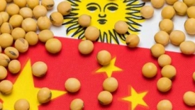 Histórico: China aprobó la soja HB4