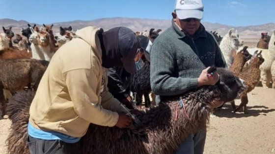 Vacunación y desparasitación de ganado en Puna catamarqueña
