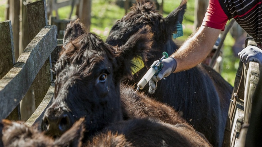 Bioinnovo aumentará la producción de la vacuna contra la Diarrea Viral Bovina
