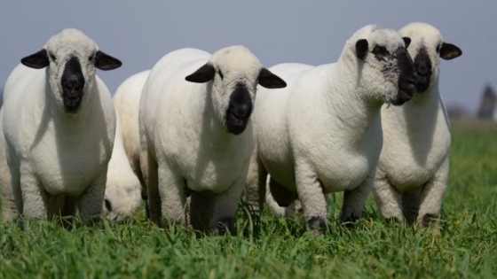 La carne ovina argentina ganó mercados y aumentó 34% sus exportaciones en el primer semestre