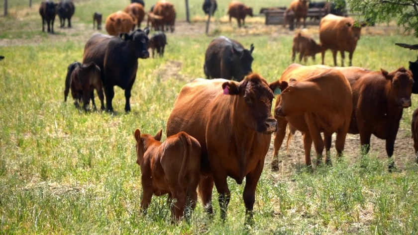 Bariloche: La Sociedad Rural será sede de la Jornada Angus Patagónica