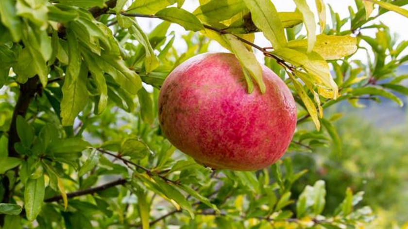 Los agricultores ecológicos intentan proteger el patrimonio alimentario de Italia