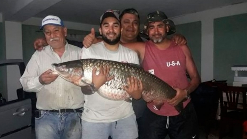 Pescaron una gigantesca carpa de casi 40 kilos