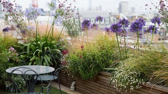 <Tapar al vecino: plantas resistentes al viento para ganar privacidad en terrazas