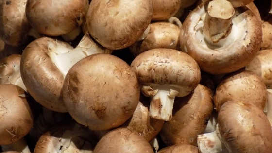 “La Funga Delta”: producción agroecológica de hongos comestibles y medicinales