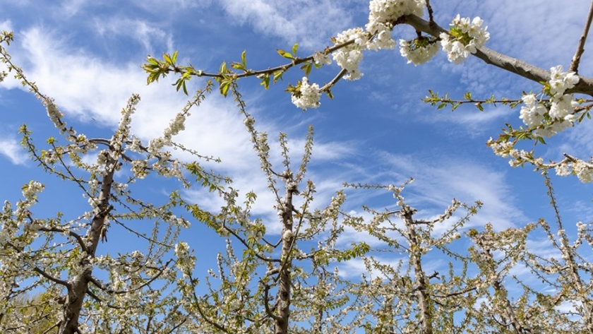 Poda de cerezos, la clave para una buena producción