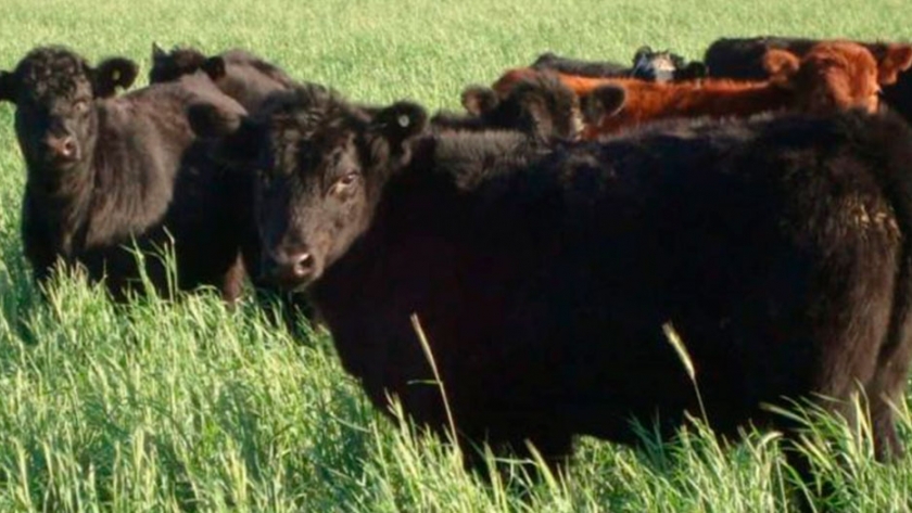 ¿Se puede duplicar la producción de carne con verdeos de invierno?