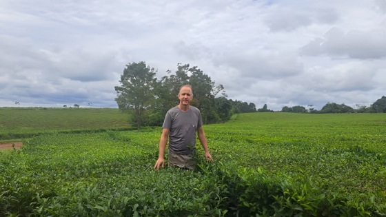 Crisis en la producción de té en Misiones: productores enfrentan pérdidas y futuro incierto