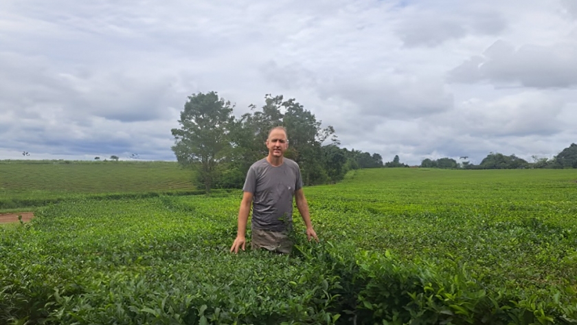 Crisis en la producción de té en Misiones: productores enfrentan pérdidas y futuro incierto