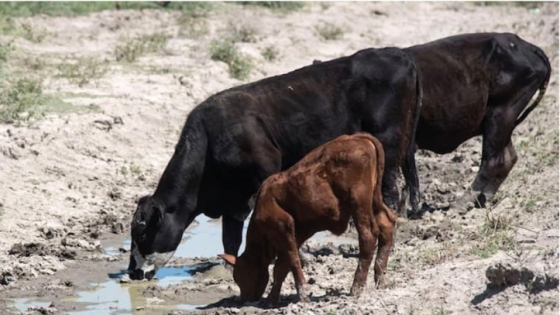 Preocupación por la sequía en el oeste cordobés