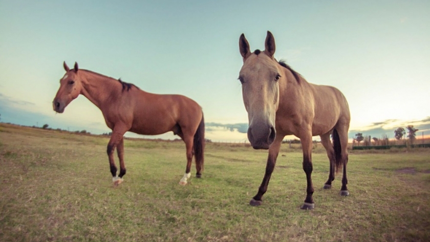 Confirman  primer brote de encefalomielitis equina en Chubut
