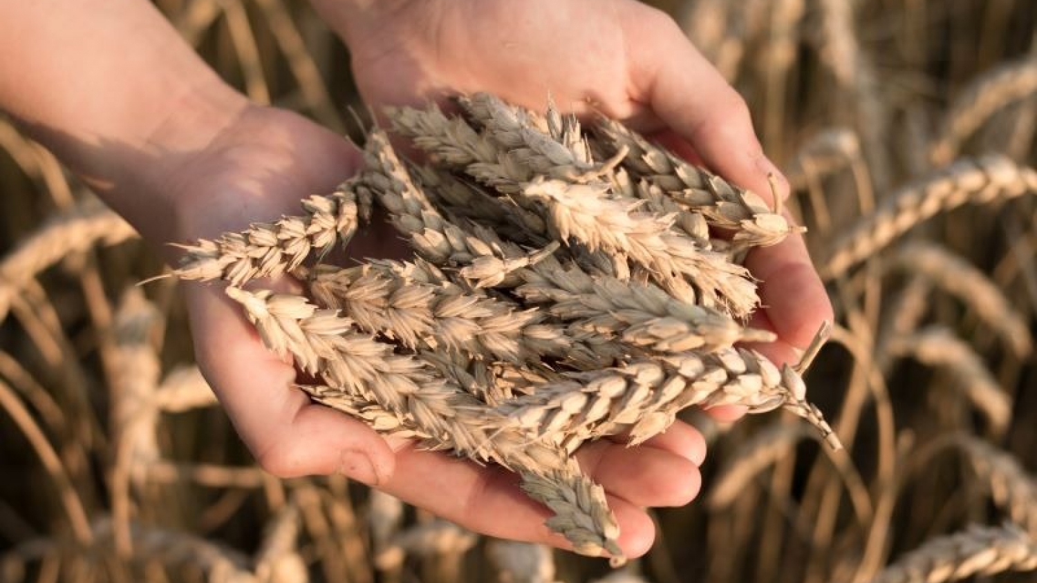 Claves para la campaña de trigo: cómo elegir variedades y ajustar el manejo para mejorar rindes y eficiencia