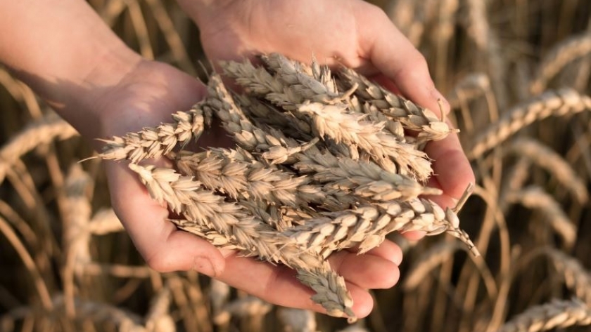 Claves para la campaña de trigo: cómo elegir variedades y ajustar el manejo para mejorar rindes y eficiencia