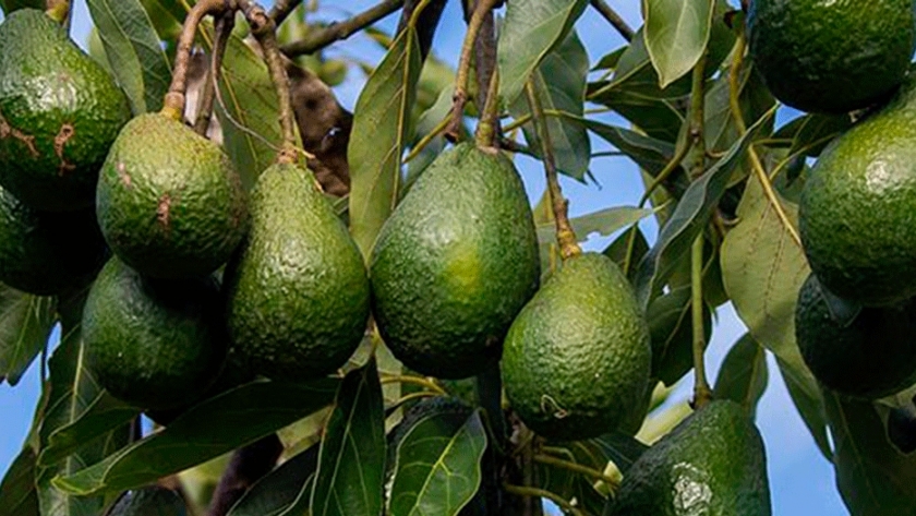 Palta "nipo-brasileña"