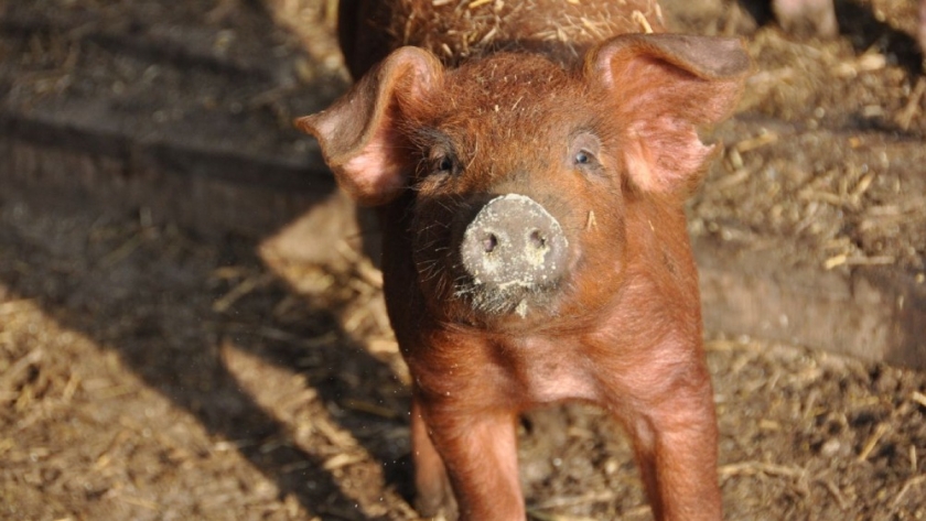 *Conocer a los animales,* clave para una producción eficiente y sustentable