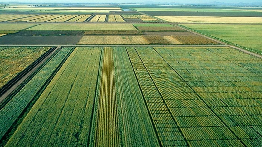 Identifican las variedades mejoradas de trigo más resistentes al calor