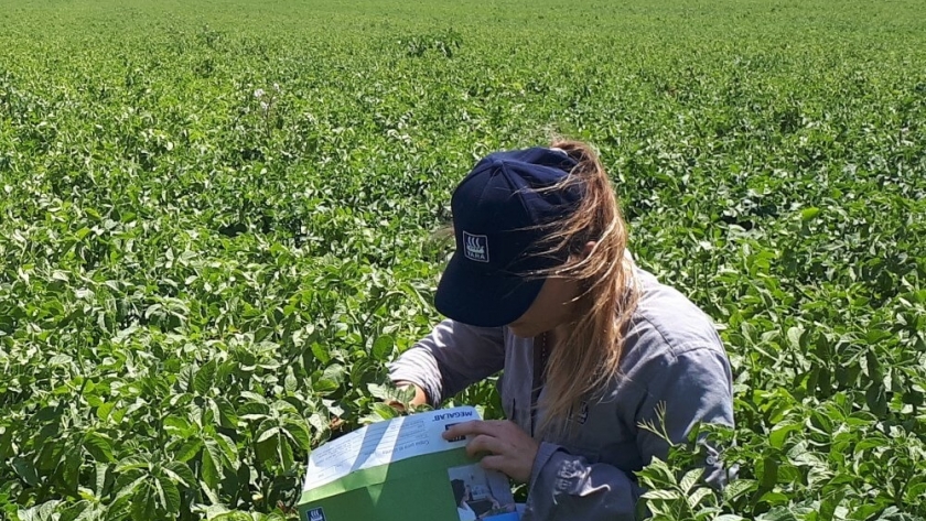 Papa: incrementar el volumen y la calidad es posible con nuevas tecnologías de fertilización
