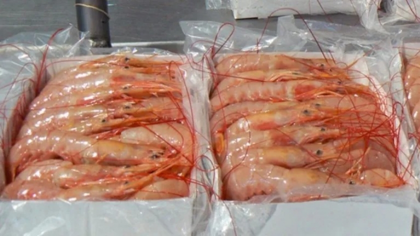Langostino. La prospección está arrojando muy buenos resultados