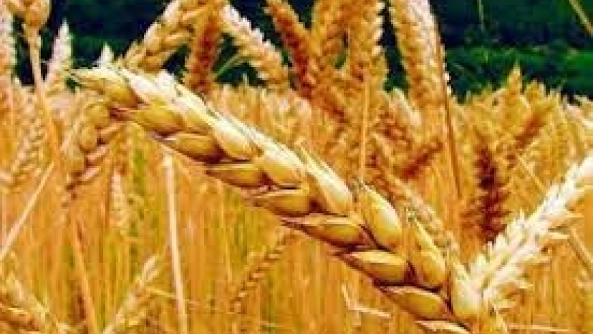Cosecha récord de Trigo: alcanzará a 22,1 millones de toneladas en la Campaña 2021/22