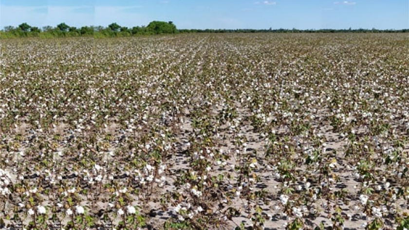 Santa Fe: lotes de algodón en condiciones óptimas, pero amenaza el estrés hídrico