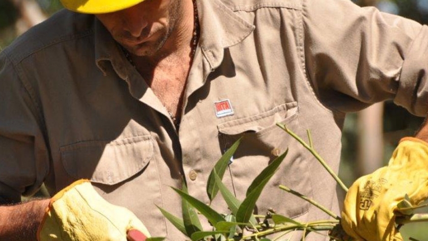 Venta de semillas de Eucalyptus grandis