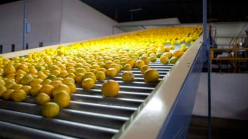 El 41% de la fruta argentina se exporta a Rusia