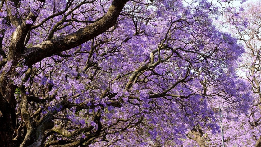 Árbol Jacaranda vuelve a teñir de violeta las calles y hogares del país