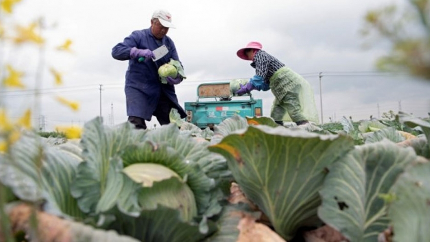 Cómo los agricultores digitales de China pueden desarrollar un futuro posterior al Covid-19