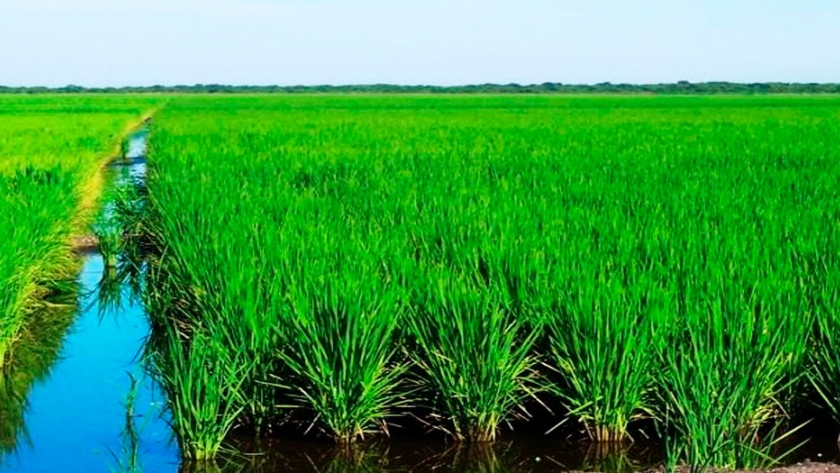 Arroz con mayor valor agregado en Uruguay