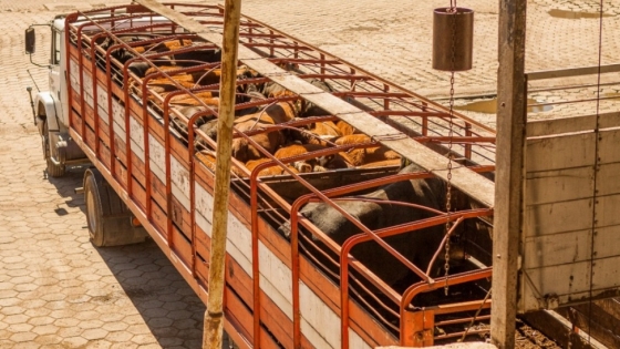 Cómo prevenir el estrés térmico en vehículos de transporte de animales