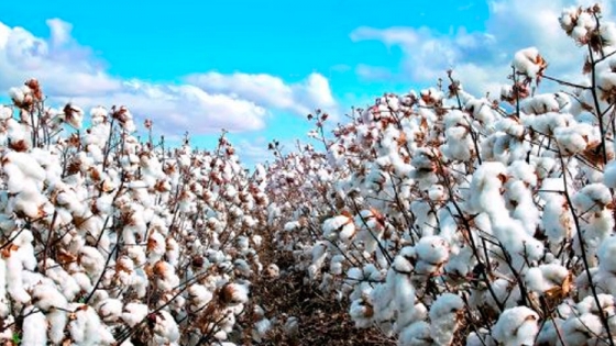 Rivet 24EC, el defoliante de FMC para algodón, con el que dar el mejor final al cultivo