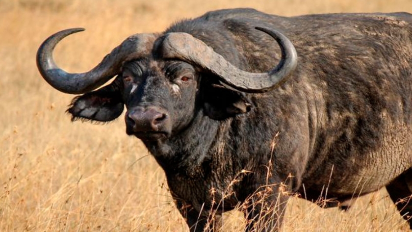 La ganadería bubalina es cada vez más demandada en el mundo