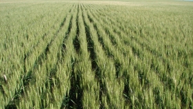 Cerca del volumen de equilibrio, las ventas de trigo de la próxima campaña entraron en una meseta