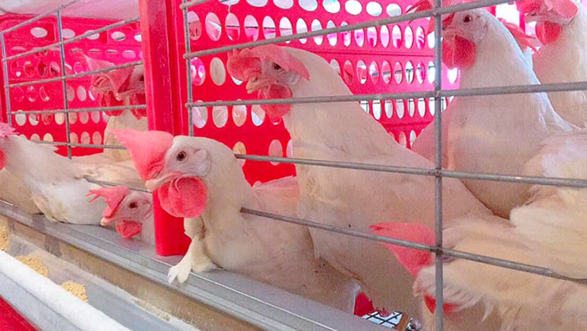 Así es la granja de gallinas ponedoras de una ex de Ricardo Fort