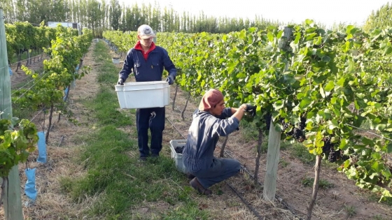 Lanzan capacitaciones virtuales de viticultura