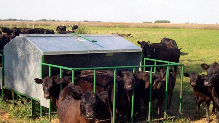 Creep feeding: la técnica que permite aumentar la producción de carne por hectárea