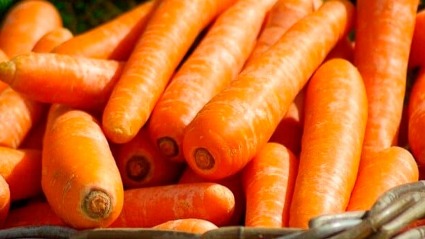 ¿Cómo identificar las plagas y enfermedades que afectan al cultivo de zanahoria?