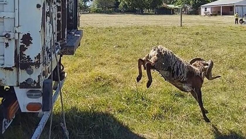 La BCA comenzó el traslado de los animales cautivos hallados en Balcarce